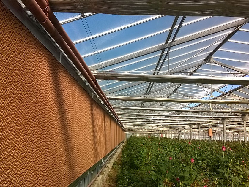 Fan And Pad Cooling System In Flower Production Greenhouses Hortitech